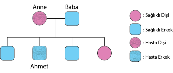 Dosya:Soy ağacı hastalıklı örnek.png