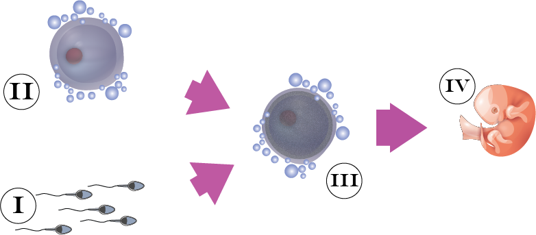 Dosya:Döllenme numaralı tasvir.png