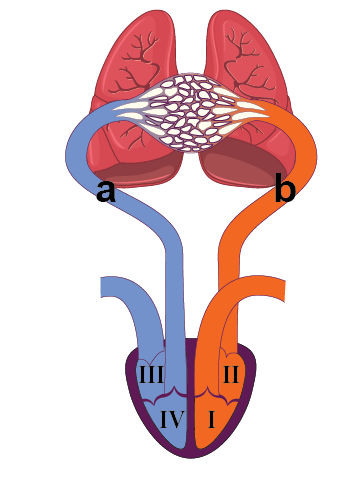 Dosya:Küçük kan dolaşımına ait şema.png