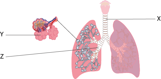 Dosya:Solunum sistemi bölümler numerik.png