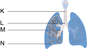 Dosya:Solunum sistemi yapıları numerik.png