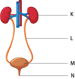 Boşaltım sistemi numerik gösterim.png