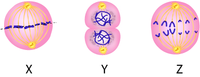 Dosya:Mitoz bölünme farklı aşamaları.png