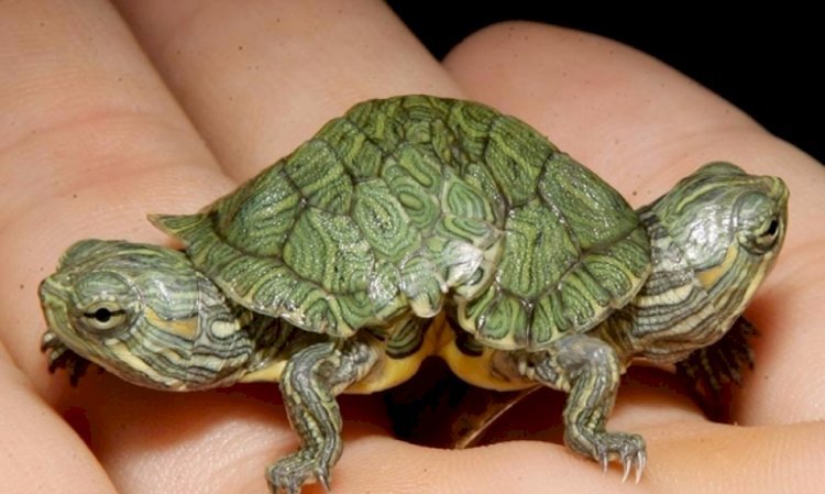 Dosya:Image 750x 5ea2166f9c797.jpg