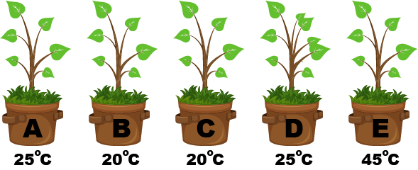 Dosya:Aynı bitki .png