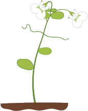 Dosya:Beyaz Çiçekli fasulye bitkisi.png