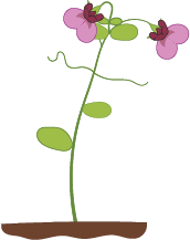 Dosya:Pembe Çiçekli fasulye bitkisi.png