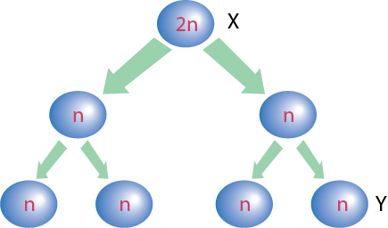 Dosya:Mayoz bölünme diyagram.png