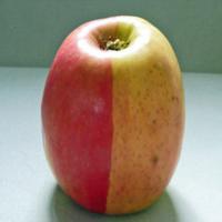 Dosya:Elma-renkli 200x200.jpg