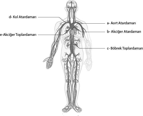 Dosya:Dolaşım sistemi damar gösterimi numerik.png