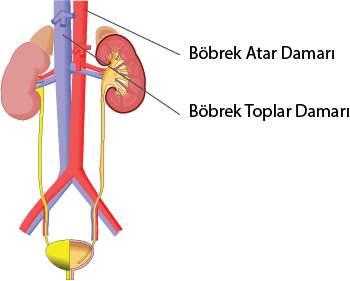 Dosya:Boşaltım sistemi damar gösterimi.png