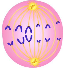 Dosya:Mitoz soru 3.png