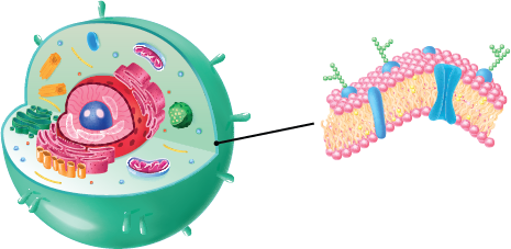 Dosya:Hücre zarı gösterimi.png