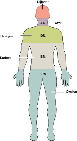 Dosya:Sağlıklı bir yetişkin vücudundaki atomlar.png
