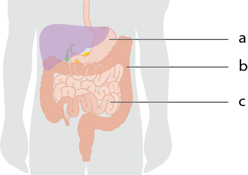 Dosya:Sindirim alt kısım.png