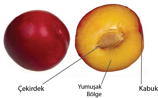 Dosya:Şeftali hücre benzetimi.png