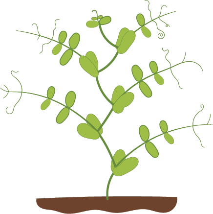 Dosya:Fasulye bitkisi mendel 1.png