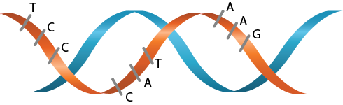 Dosya:Bir zincir organik baz.png