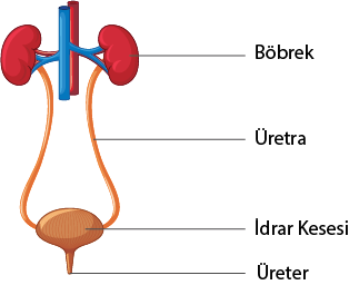 Dosya:Boşaltım sistemi yanlış gösterim.png