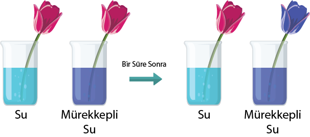 Dosya:Gövde iletimi deneyi.png