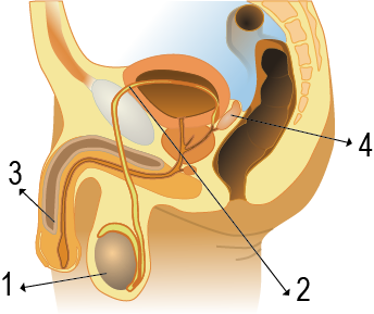 Dosya:Erkek üreme organı.png