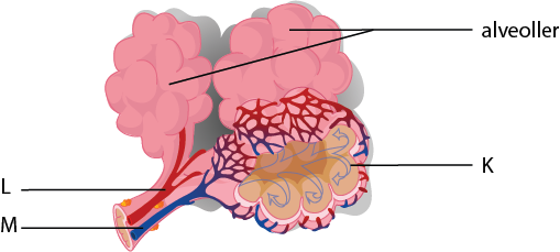 Dosya:Alveollerin işleyişi numerik.png