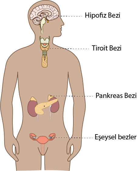 Dosya:İç Salgı bezleri soru.png
