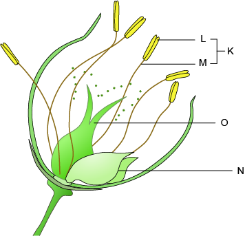 Dosya:Çiçek kısımları.png