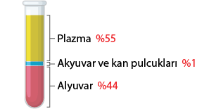 Dosya:Kan hücre yüzdeleri.png