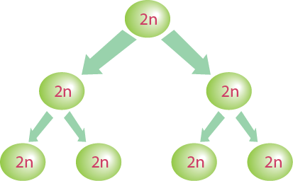 Dosya:2 adet mitoz geçiren hücre.png