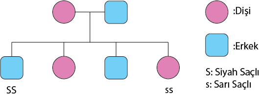 Dosya:Aile ağacı örnek.png