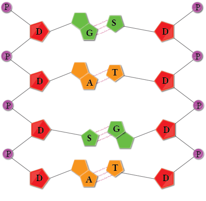 Dosya:DNA parçası.png