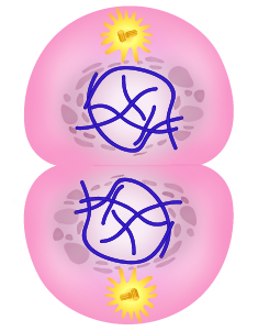 Dosya:Mitoz soru 4.png