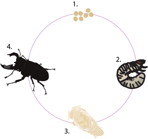 Dosya:Böcek başkalaşım evresi yaşam döngüsü.png