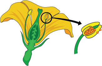 Dosya:Çiçek erkek organ gösterim.png