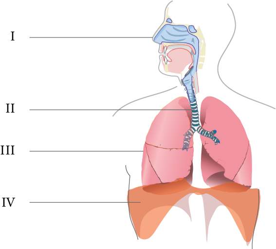 Dosya:Dolunum sistemi temek yapılar numerik.png