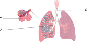 Solunum sistemi bölümler numerik.png