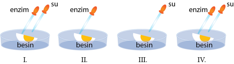 Dosya:Besin su enzim deney bulma.png