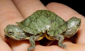 Image 750x 5ea2166f9c797.jpg