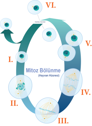 Mitoz bölünme numaralandırılmış aşamalar.png