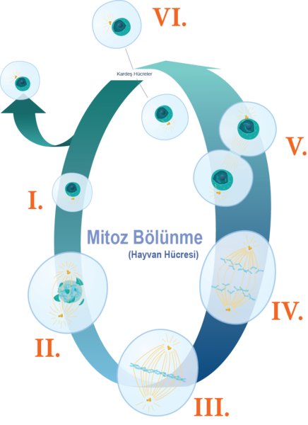 Dosya:Mitoz bölünme numaralandırılmış aşamalar.png