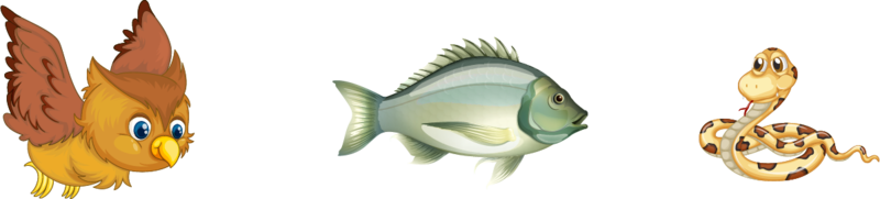 Dosya:Kuş yılan balık.png