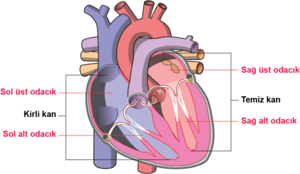 Kalp odacıklar soru için yanlış sıralama.png
