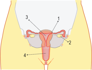 Dişi üreme organı.png