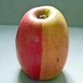İki Renkli Elma