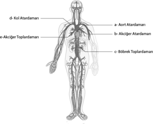 Dolaşım sistemi damar gösterimi numerik.png