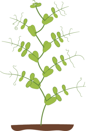 Fasulye bitkisi mendel 2.png