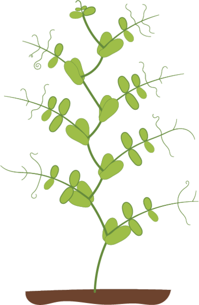 Dosya:Fasulye bitkisi mendel 2.png
