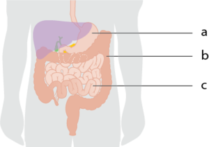 Sindirim alt kısım.png