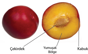 Şeftali hücre benzetimi.png